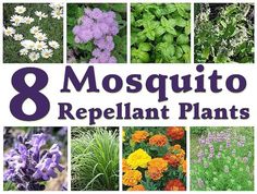 eight different types of plants with the title 8 mosquito repellent plants