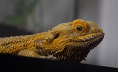 a close up of a lizard on a table