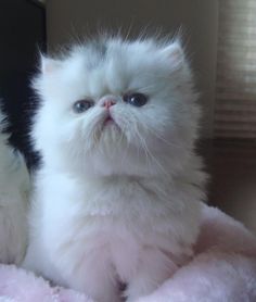 a white cat sitting on top of a pink blanket