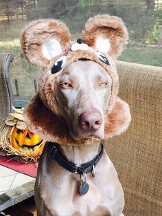 a dog wearing a mouse hat sitting on top of a couch