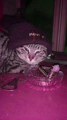 a cat laying on top of a table next to a glass bowl with food in it