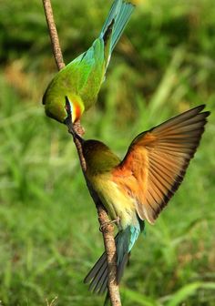 two colorful birds sitting on top of a tree branch next to each other in the grass