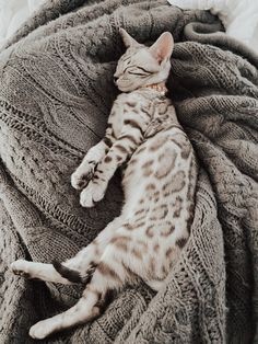 a cat laying on top of a bed under a blanket