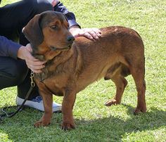 a man kneeling down next to a brown dog on top of a lush green field