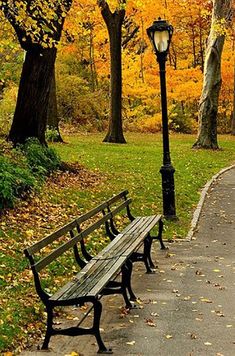 two park benches sitting next to each other on a sidewalk in front of trees with yellow leaves