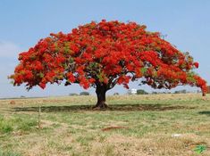 a large red tree in the middle of a field