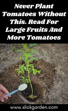 someone is holding a spoon in their hand and digging into the ground to plant tomatoes