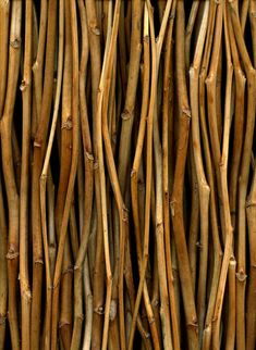 close up view of bamboo sticks with very long, thin stalks on the outside wall