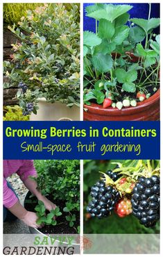 growing berries in containers small - space fruit gardening