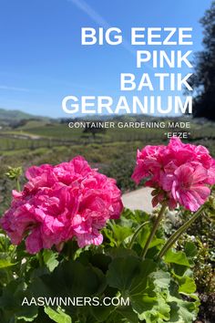 pink geranium growing in the garden with text overlay that reads, big eeze pink geranium container gardening made easy