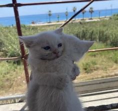 a white cat standing on its hind legs