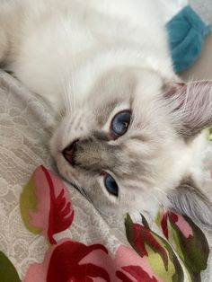 a white cat laying on top of a bed next to a pillow and blanket with blue eyes