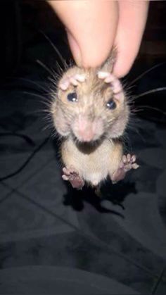 a small rodent being petted by someone's hand on a black surface