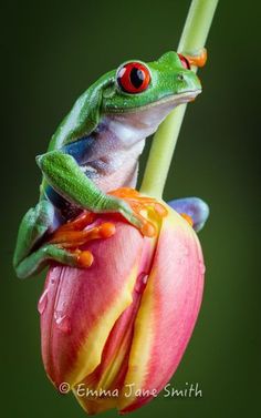 a frog sitting on top of a flower