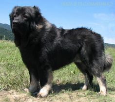 a large black dog standing on top of a lush green field