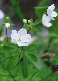 white flowers with green leaves in the background