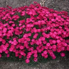 some pink flowers are growing in the dirt