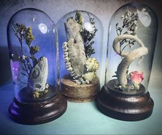 three glass domes with sea animals in them