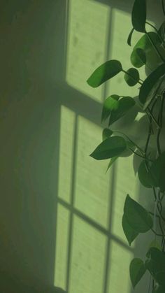 a green plant in front of a window with sunlight coming through the windowshade