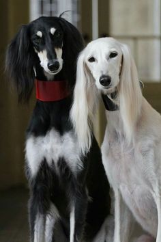 two black and white dogs sitting next to each other