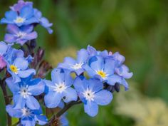 small blue flowers are growing in the grass