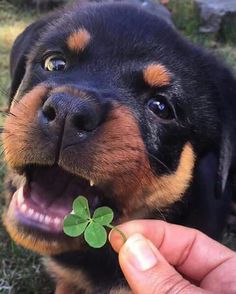 a close up of a person holding a small dog with a clover in it's mouth