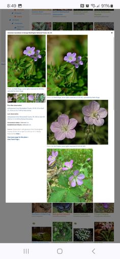 the screenshot shows several different flowers and plants in various stages of blooming, including purple