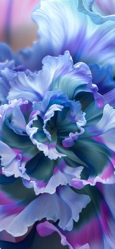 a blue and purple flower is shown in close up