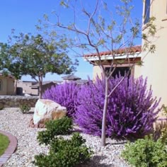 purple flowers are blooming in front of a house with rocks and grass around it