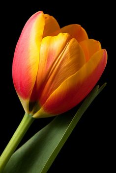 two yellow and red tulips with green stems in front of a black background