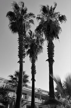 black and white photograph of tall palm trees in front of a building with balconies