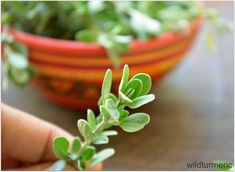 a close up of a small plant in a bowl on a table with other plants behind it