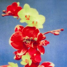 Orchid Art, Red Things, February 10, Anime Wall Art, Phone Themes, Ipad Wallpaper, Pretty Flowers, Red Green