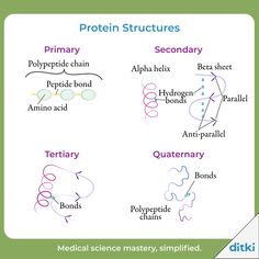 the different types of protein structures are shown in this diagram, which shows what they look like