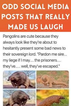 an advertisement with pictures of animals and text that reads, odd social media posts that really made us laugh