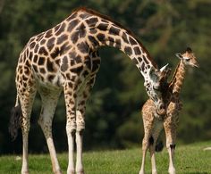 two giraffes standing next to each other on a lush green field with trees in the background