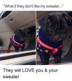 a pug wearing a sweater in the back seat of a car, looking at its reflection