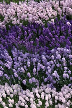 purple and white flowers are growing in the grass