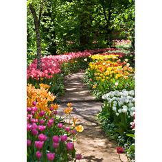 colorful tulips and other flowers line a path in a garden with trees on either side