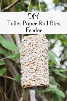 a bird feeder hanging from a tree with the words diy toilet paper roll bird feeder