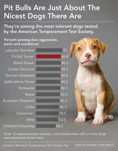 a dog sitting on top of a table next to a bar chart