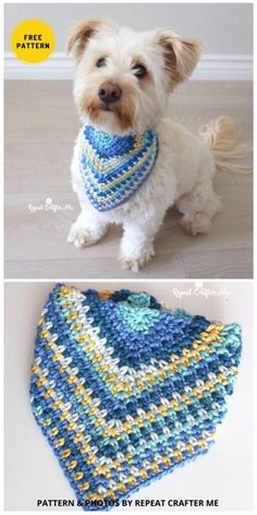 a dog wearing a blue and yellow crochet scarf