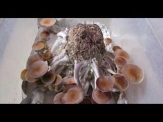 a group of mushrooms sitting on top of a white table next to a pile of dirt