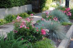 a garden with pink flowers and green plants next to a sidewalk in front of a house