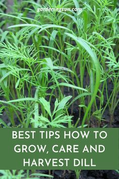 the best tips to grow, care and harvest your own garden dill for beginners