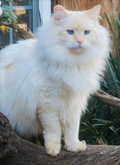 All About Flame Point Ragdoll Cats | Cute Ragdoll Cats Aesthetics Kitten Aesthetic, Exotic Mammals, House Cats, Kitten Photos, Cute Kitten Gif, Puppies And Kitties, Animals Funny