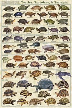 turtles, tortoises and terrapins are shown in this vintage style poster