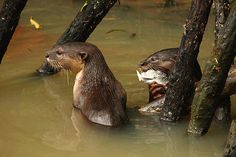 two beavers are in the water near some tree trunks and one is holding a fish