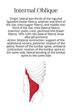 muscle anatomy bony structure studying internal oblique chart origin insertion action innervation athletic training physical therapy nursing doctor healthcare health professions physiology school Muscle Origin And Insertion