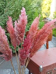 PINK PAMPAS GRASS Natural Pampas Grass 40" Tall for Boho Weddings and Floral Arrangements. Our pampas grass is carefully harvested for our valued customers. It is completely natural and organic. Painted with natural dyes. You can choose a combination of colors for yourself, presented in a wide variety in our store, or purchase ready-made mixtures. https://www.etsy.com/listing/1208437013/lux-mix-pampas-grass-latte-colornatural?click_key=c39950f940c33fcece3a7cf8b1e3680cde0cf2de%3A1208437013&click_ Pampas Centerpiece, Wedding Decor Pink, Dry Flower Bouquet, Pink Pampas, Pink Pampas Grass, Boho Wedding Decor, Pink Wreath, Plant Protection, Pampas Gras